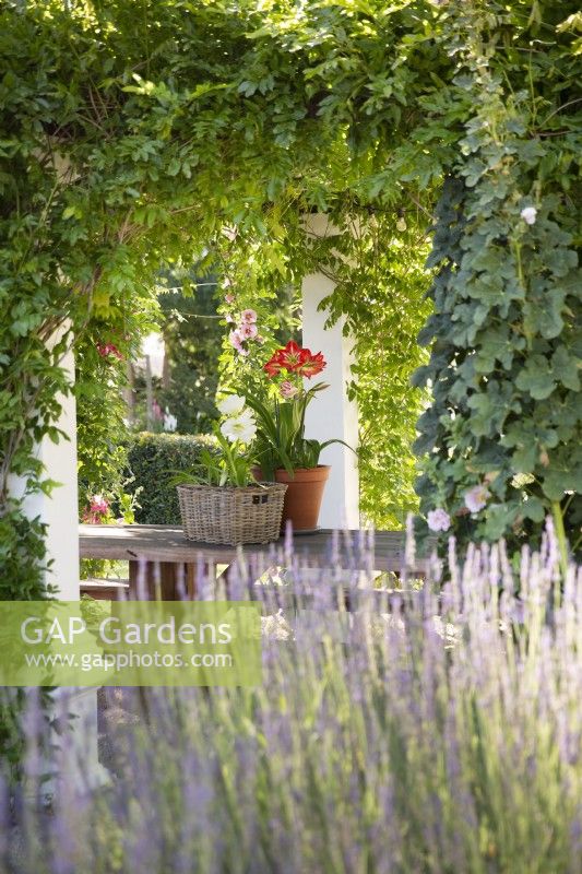 Wisteria-covered pergola