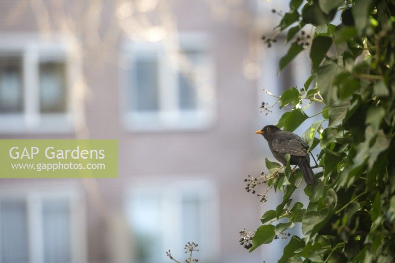 Male Blackbird Turdus merula foraging eating  ivy (hedera) berries growing up the side of a building in an urban setting in the centre of Amsterdam.