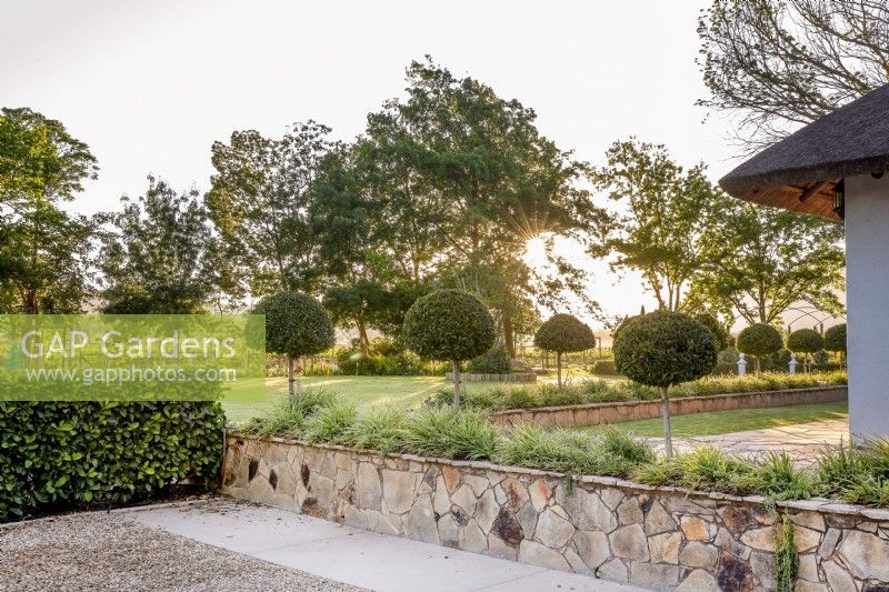 Topiary trees planted in beds of Chlorophytum comosum