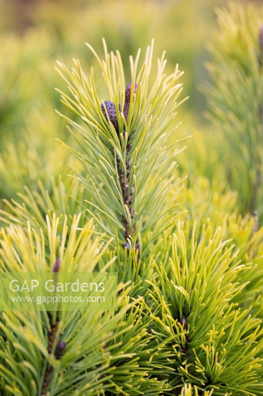 Pinus mugo 'Carsten's Wintergold', Conifer, December.