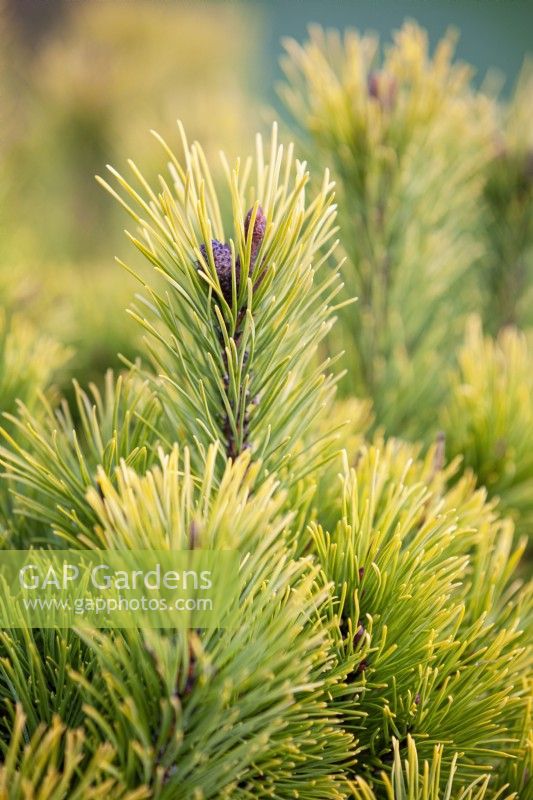 Pinus mugo 'Carsten's Wintergold', Conifer. 