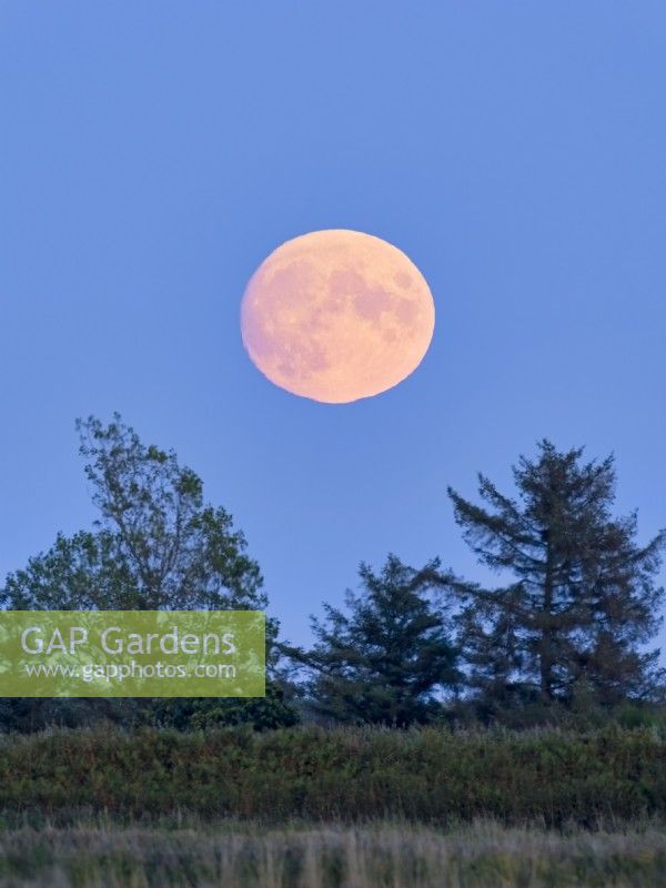 Full moon rising over trees on Norfolk marshes