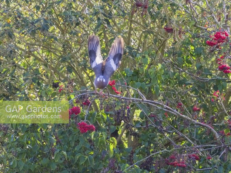 Columba palumbus - Wood Pigeon taking flight from Sorbus aucuparia - Mountain ash