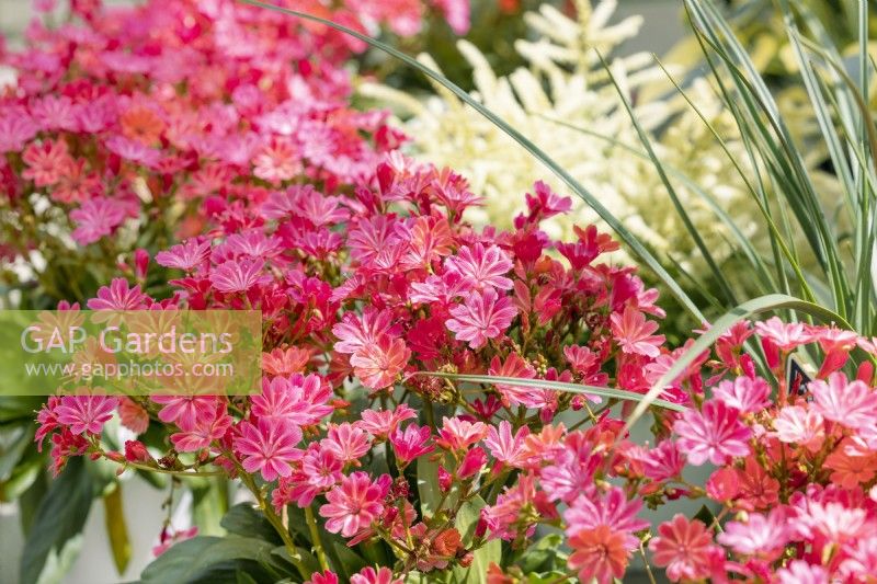 Lewisia Safira Coral, summer June