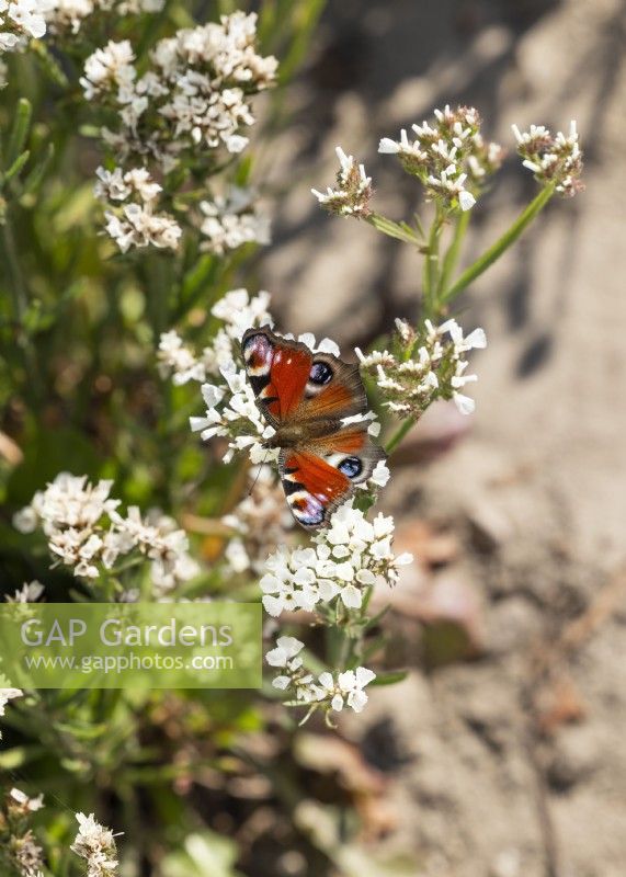 Limonium sinuatum Iceberg with Butterfly, sumer August