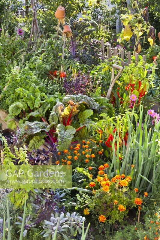 Mixed bed in kitchen garden includes purple sage, French marigold, basil, Swiss chard, Welsh onion, peppers, beetroot, tomatoes and curly kale.