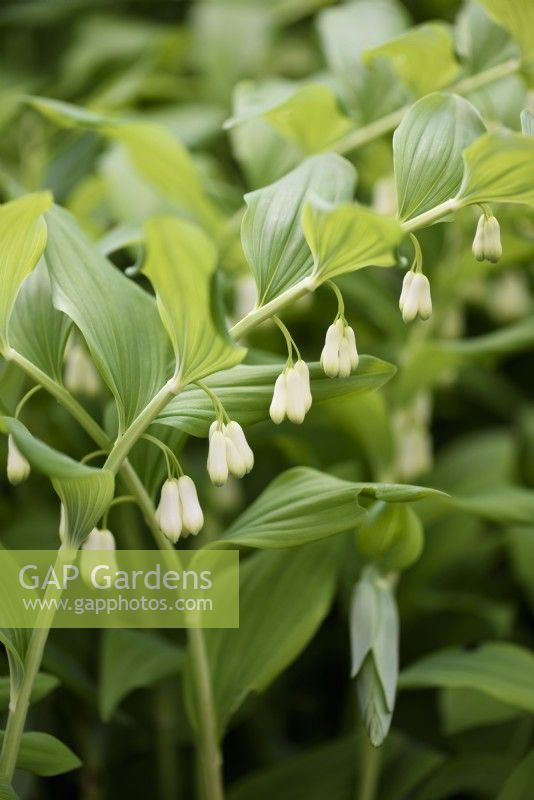 Polygonatum multiflorum, Solomon's Seal, in May