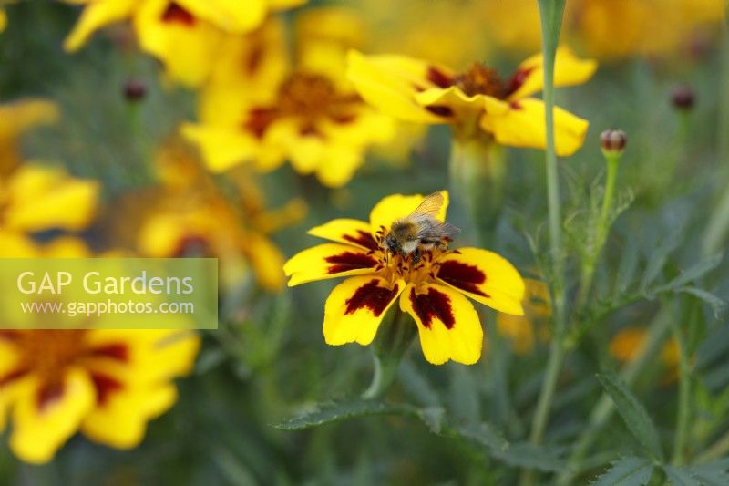 Bee on Tagetes patula 'Naughty Marietta'