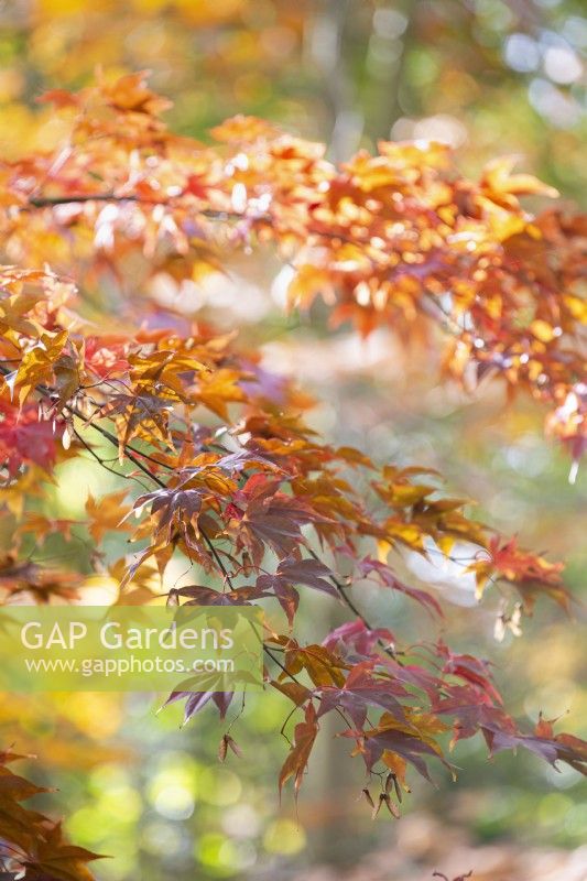 Acer palmatum 'Osakazuki', Maple. Tree, November.
