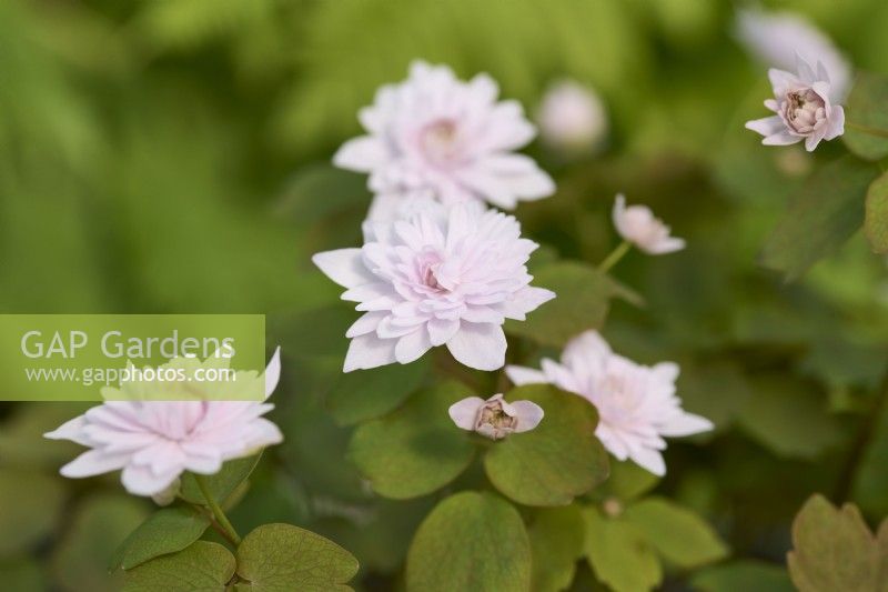 Anemonella thalictroides 'Blushing Bride'