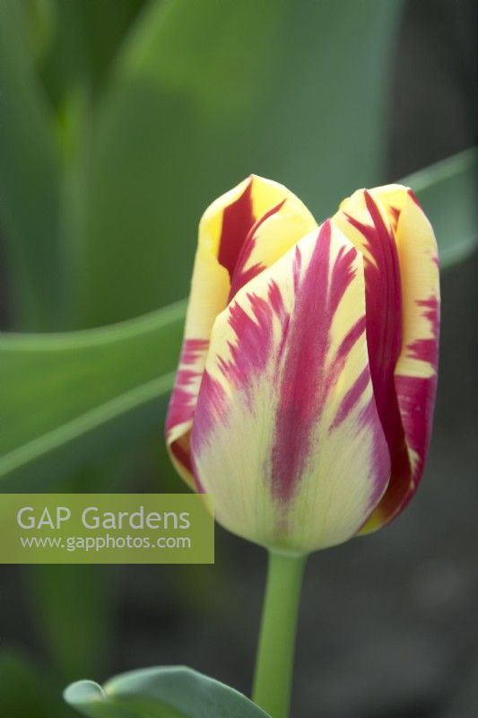 Tulipa Grand Perfection