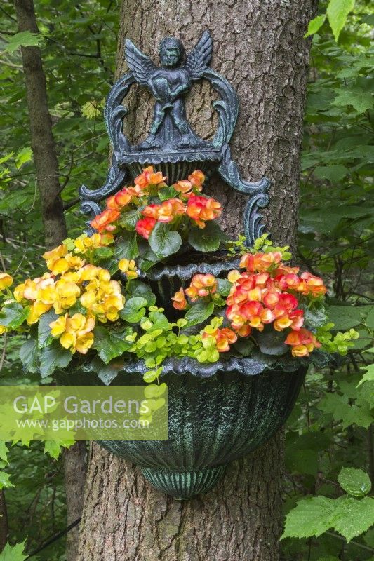 Red and orange Begonia 'Amstel Carnaval,' Lysimachia nummularia 'Aurea' - Loosestrife growing in multilevel planter attached to tree trunk in front yard garden in spring