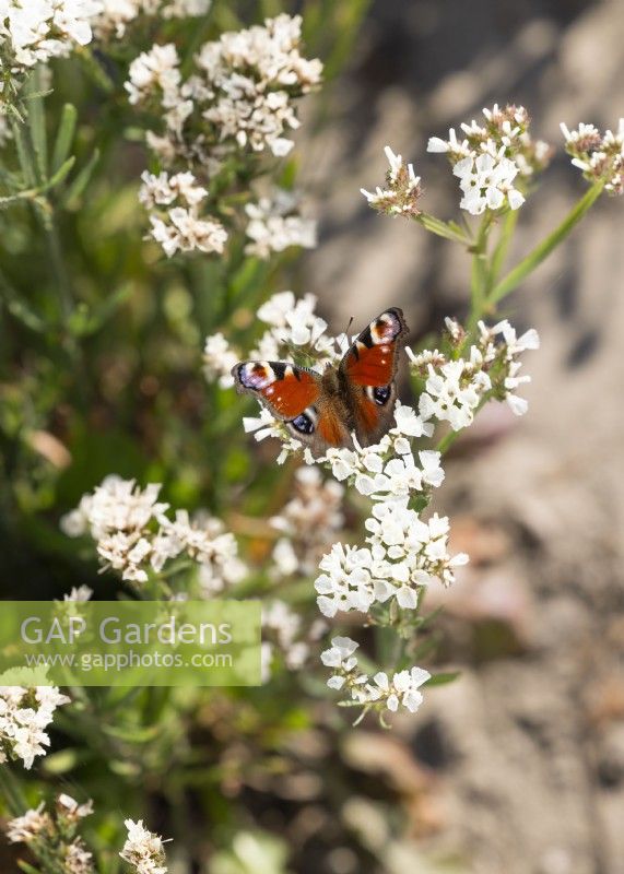 Limonium sinuatum Iceberg with Butterfly, sumer August