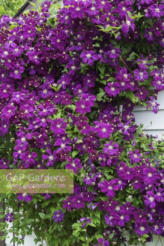 Clematis viticella 'Etoile Violette' growing on side wall of garden shed in summer