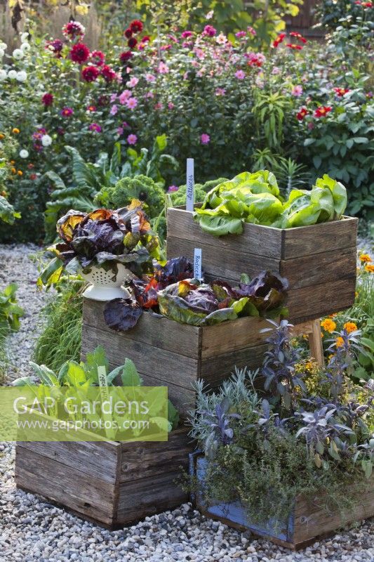 Autumnal vegetables includes kohlrabi, chicory and herbs in wooden containers.