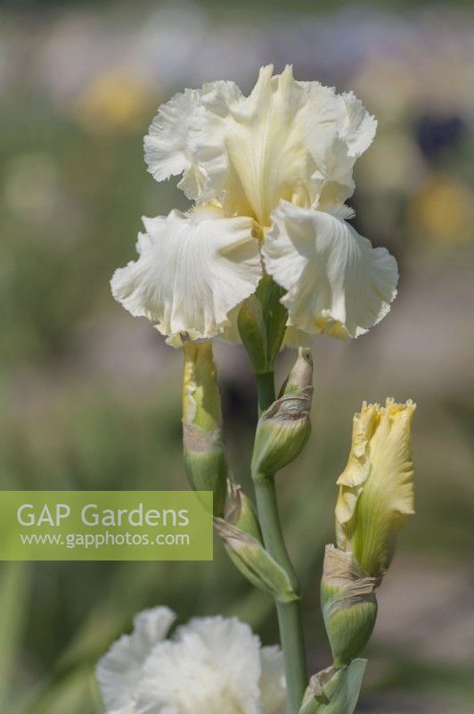 Tall Bearded Iris 'Lemon Fire'  - Hybridizer Ladislav Muska, 1996