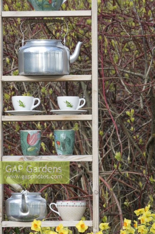Vintage kettles and teacups arranged on wooden shelves against hedge.
