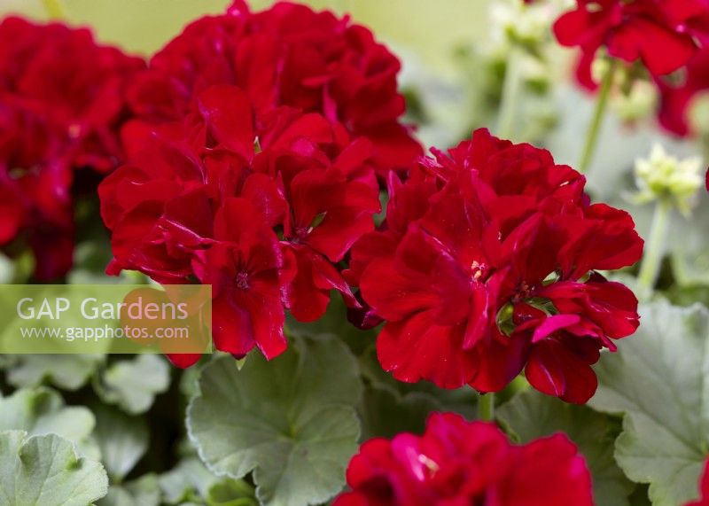 Pelargonium zonale Toscana Xtreme Mila Dark Red, summer June