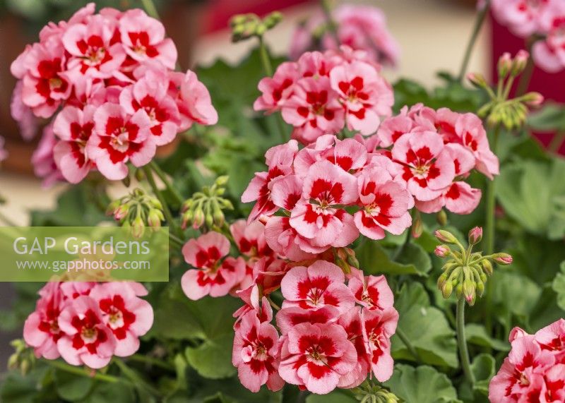 Pelargonium Calliope M Pink Splash, summer June