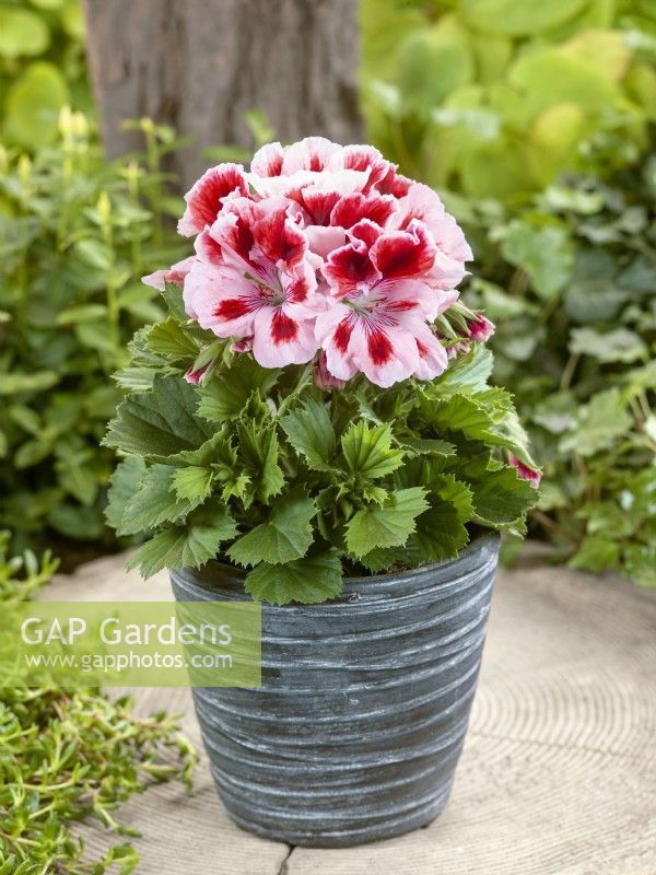 Pelargonium grandiflorum, summer July