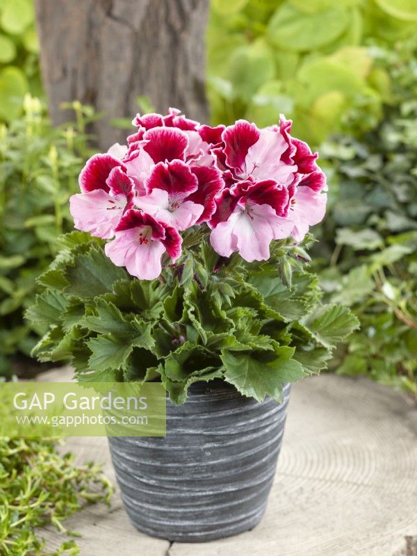 Pelargonium grandiflorum, summer July