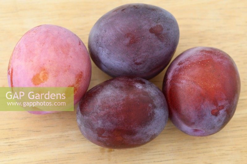 Prunus  'Black Amber' Picked plums at different stages of ripeness  August