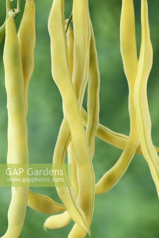 Phaseolus  vulgaris  'Kentucky Wonder Wax'  Climbing French beans   August