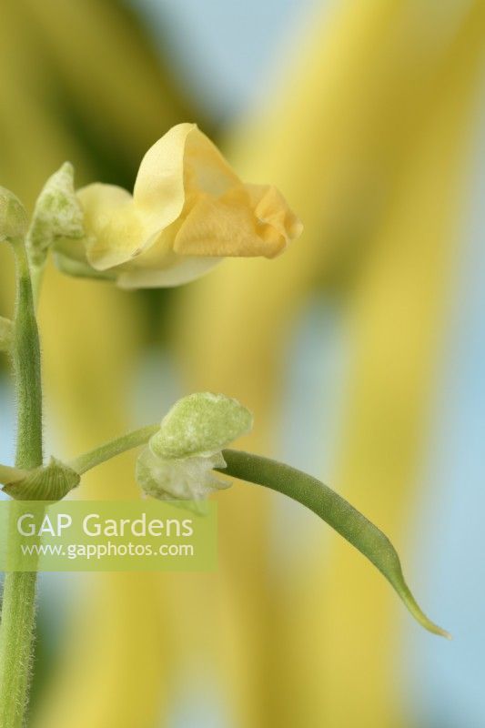 Phaseolus  vulgaris  'Kentucky Wonder Wax'  Climbing French beans  Flower and young bean  September