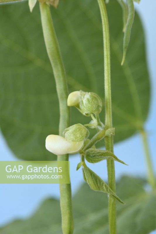 Phaseolus  vulgaris  'Kentucky Wonder Wax'  Climbing French beans  Flowers and young beans  September