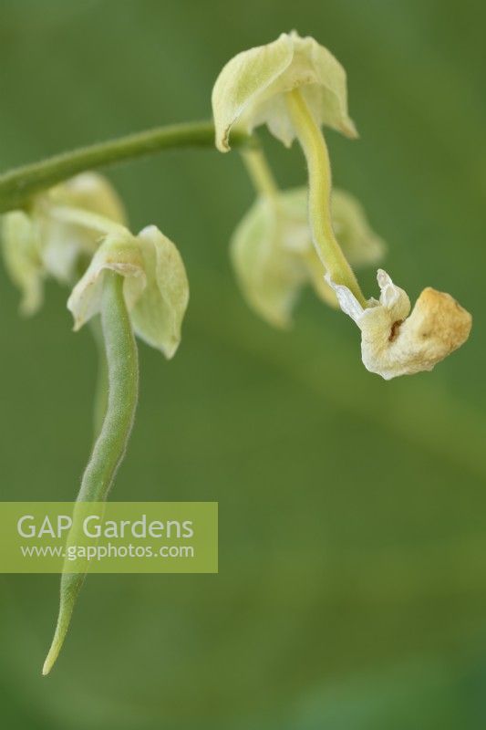 Phaseolus  vulgaris  'Kentucky Wonder Wax'  Climbing French beans  Young beans  September
