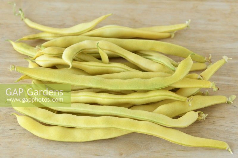 Phaseolus  vulgaris  'Kentucky Wonder Wax'  Climbing French beans  Picked beans  August