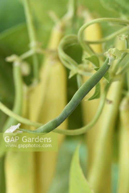 Phaseolus  vulgaris  'Kentucky Wonder Wax'  Climbing French beans  Young bean  August