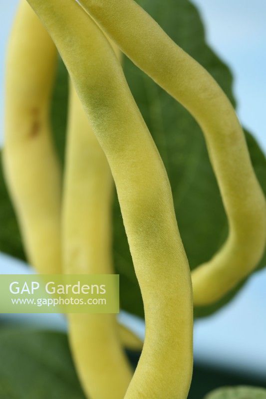 Phaseolus  vulgaris  'Kentucky Wonder Wax'  Climbing French beans  September