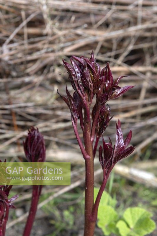 Paeonia Peony shoots appearing from the ground at the end of winter/early spring.