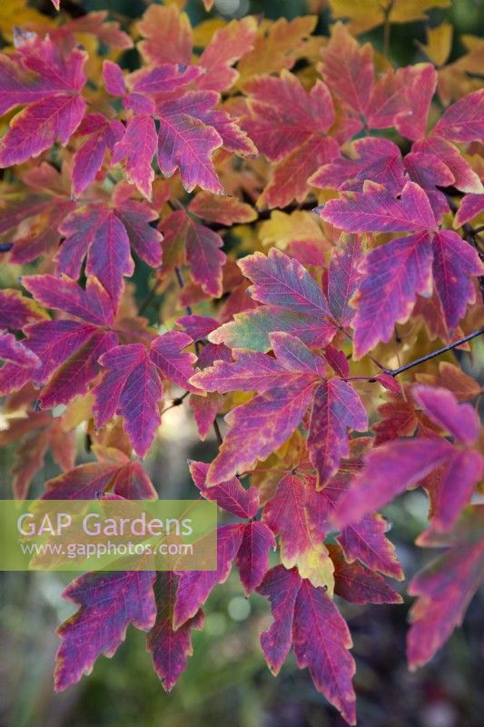 Acer griseum, Tree. 