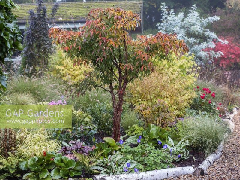 Acer griseum in mixed border in Autumn. 