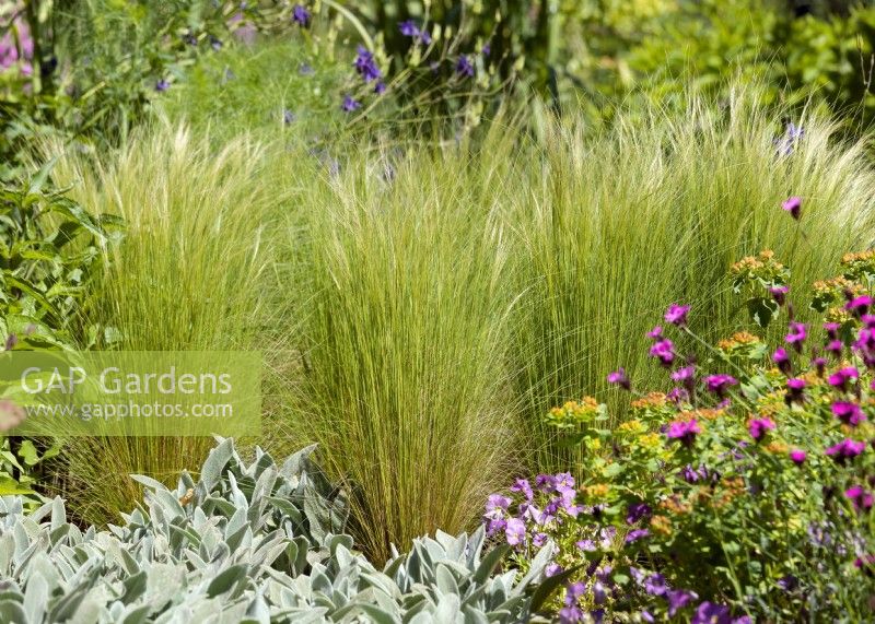 Perennial border with Stipa tenuissima, spring May