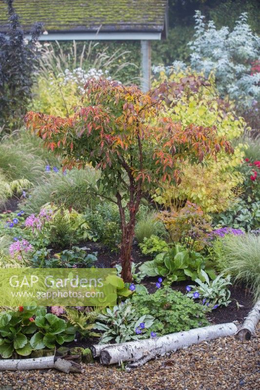 Acer griseum in mixed border in Autumn. 