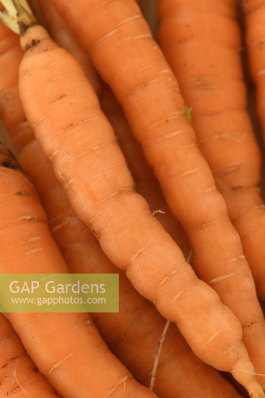 Daucus carota  'Little Finger'  Washed freshly lifted carrots  September