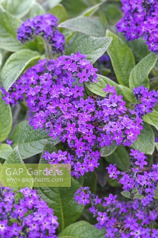 Heliotropium arborescens 'Midnight Sky'