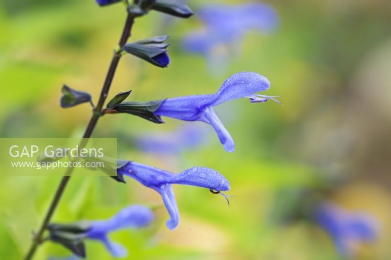 Salvia 'Rockin' Blue Suede Shoes' - August