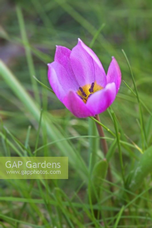 Tulipa humilis 'Helene' - March