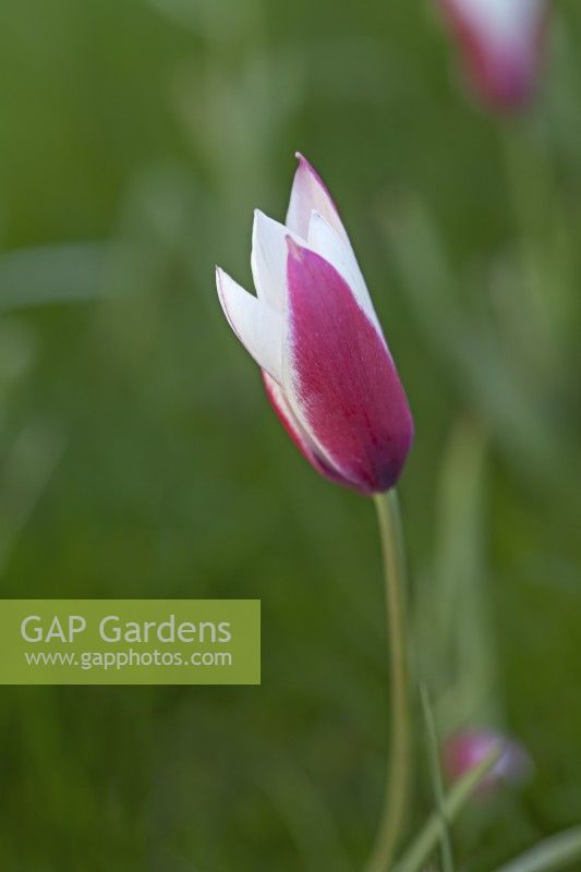 Tulipa 'Peppermint Stick' - April