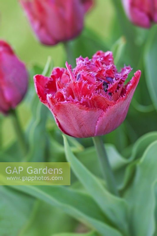 Tulipa 'Cranberry Thistle' - April