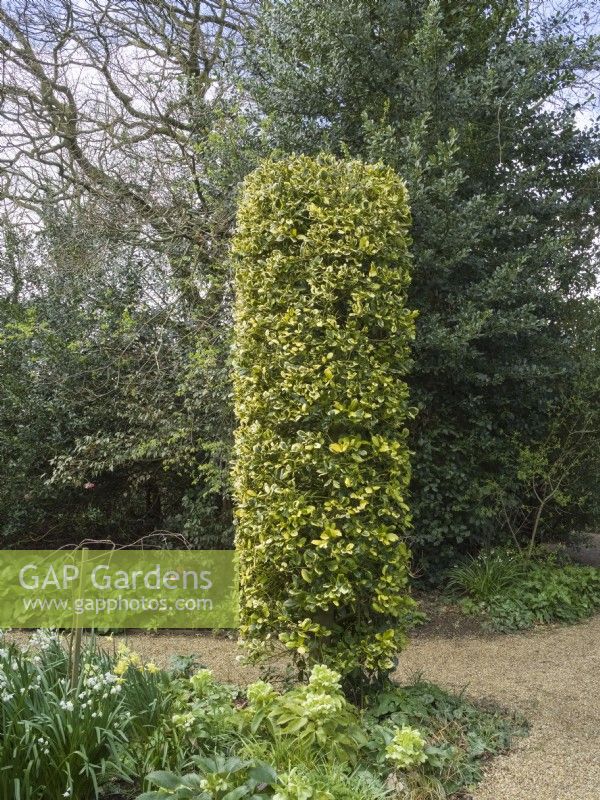 Ilex aquifolium 'Golden King' clipped into cylinder