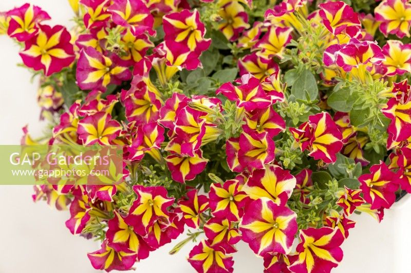 Petunia Crazytunia Pink Flamingo, summer July