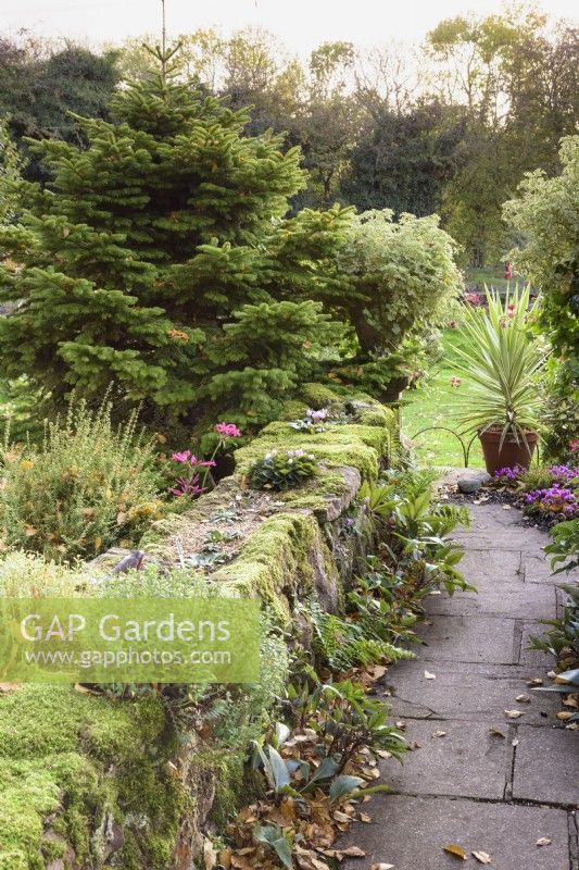 Low stone wall topped by plants including cyclamen in John Massey's garden in October.