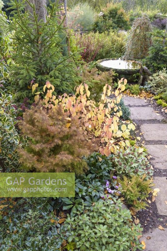 Mixed border of deciduous and evergreen shrubs including hollies, conifers and cornus in John Massey's garden in October.