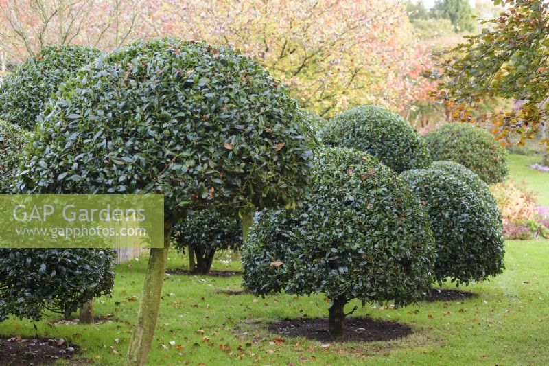 Clipped hollies at John Massey's garden in October.