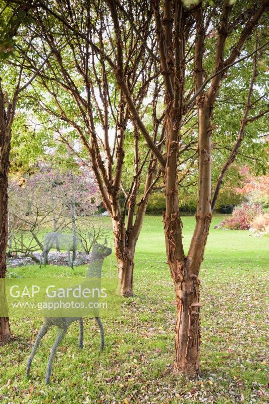 Chicken wire deer amongst Acer griseum at John Massey's garden in October.